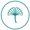 ginkgo leaf icon